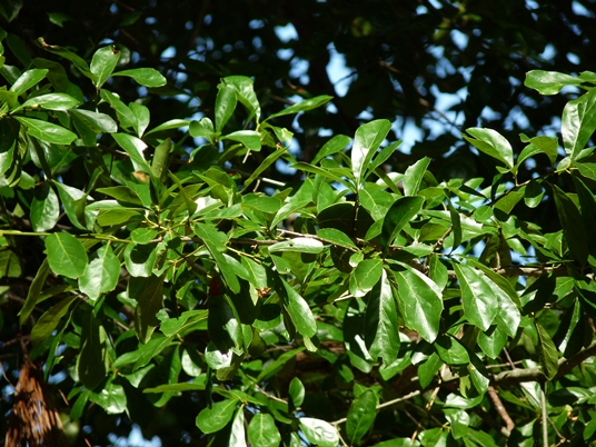 {Quercus nigra}